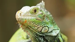 Reptilien-Ausstellung mit lebenden Exponaten