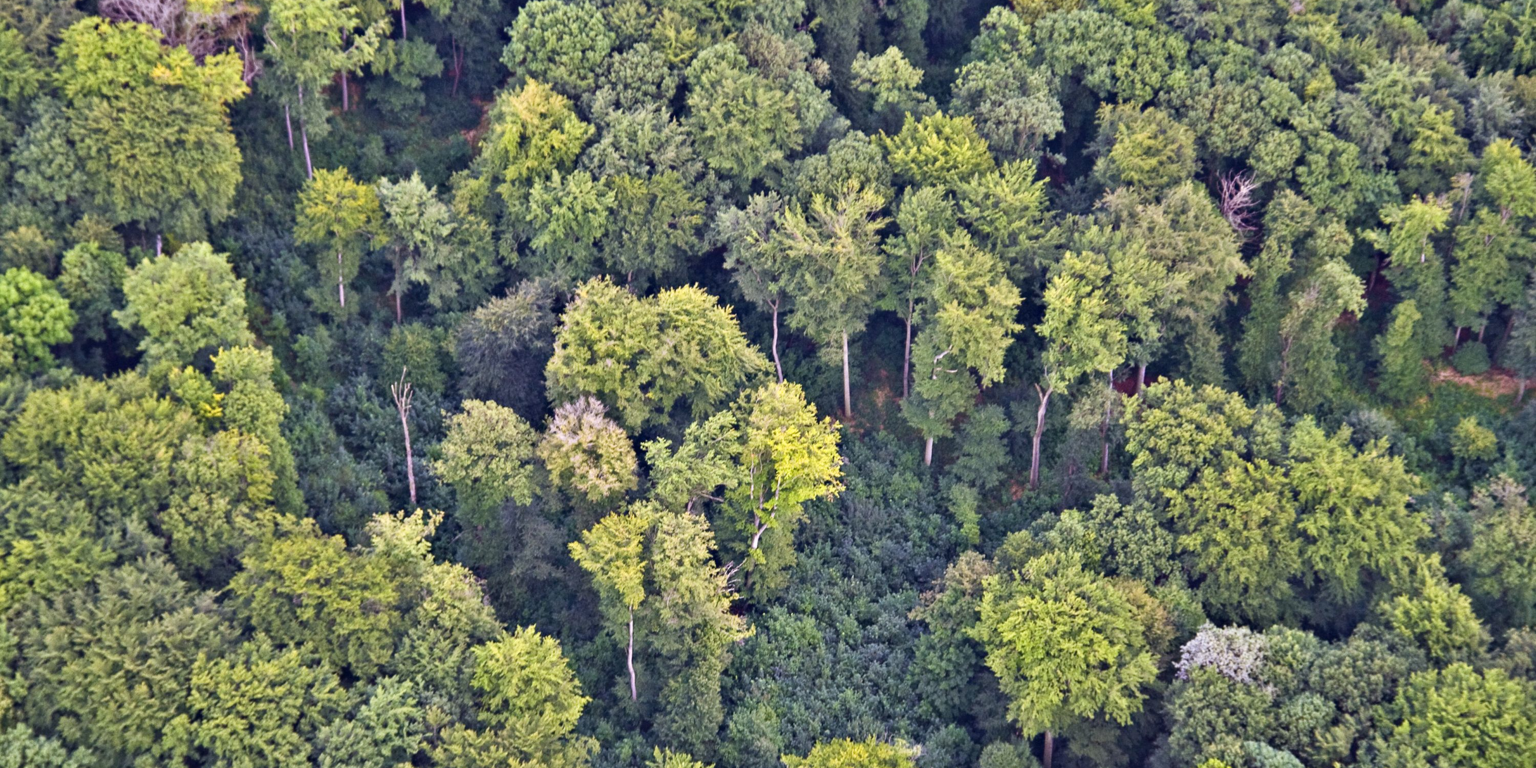 Thüringenweite Waldzustandsdiagnose per Satellit