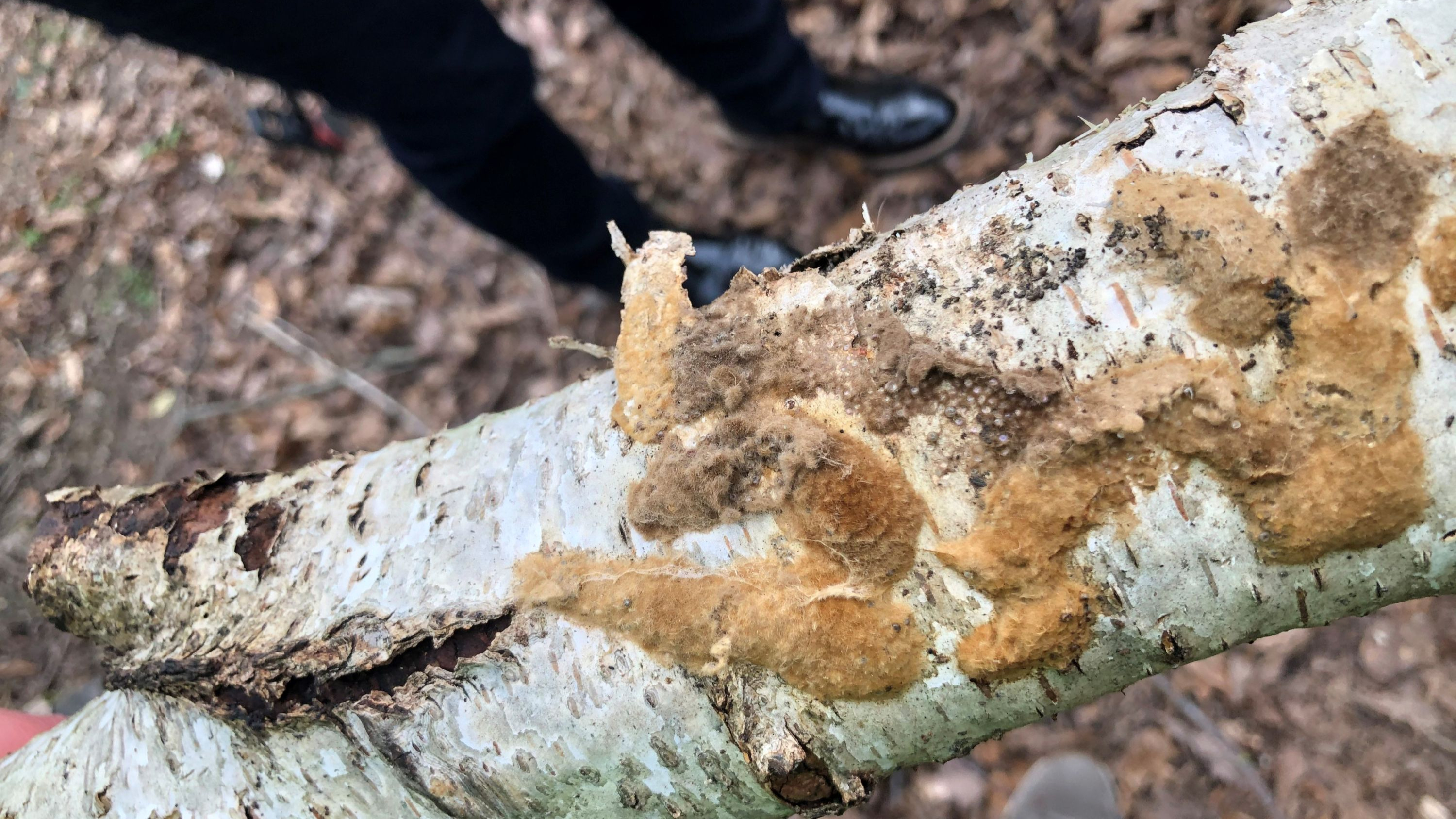 Einsatz in Gera: Sammeln der Schwammspinnereigelege 