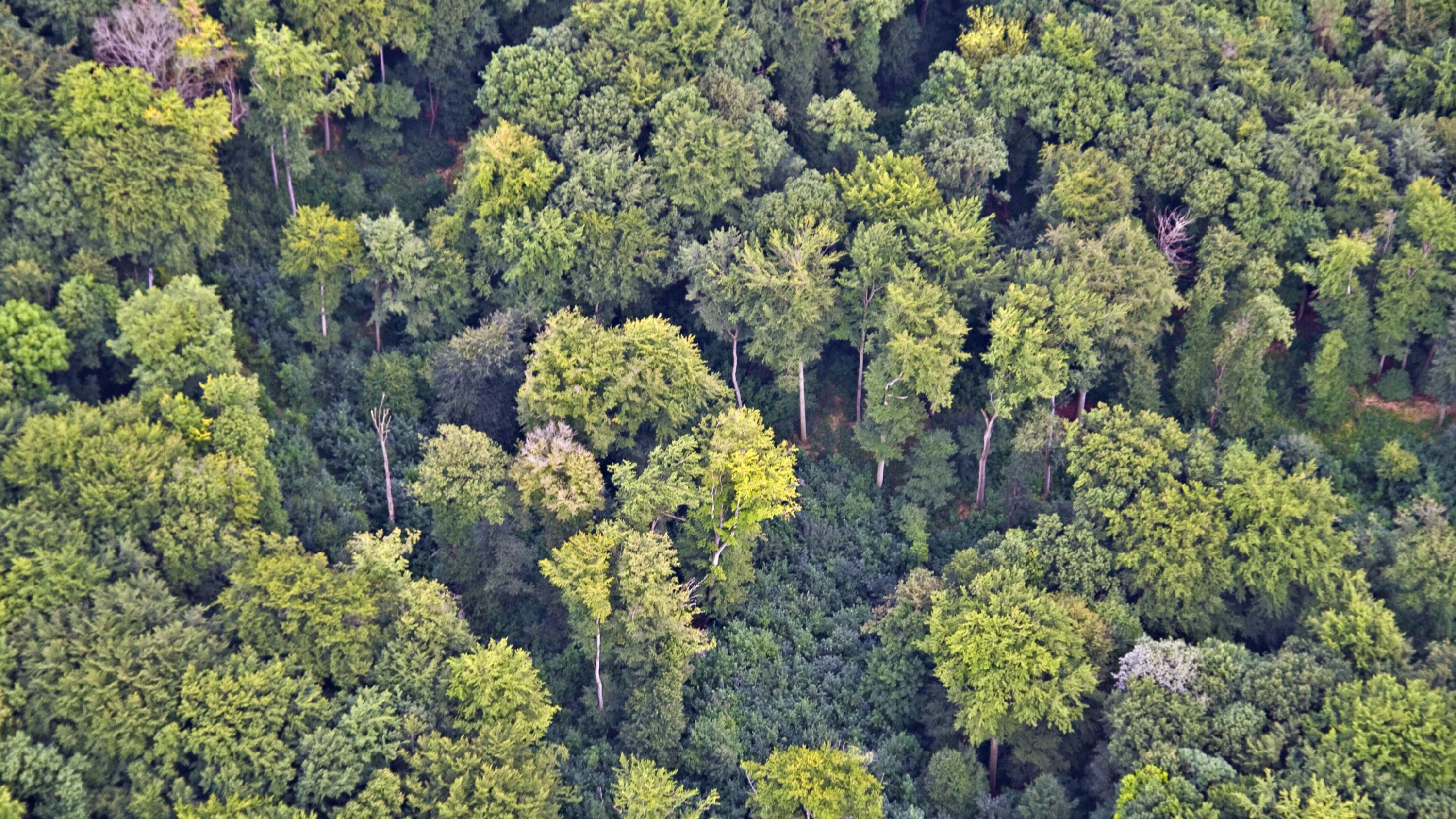 Thüringenweite Waldzustandsdiagnose per Satellit