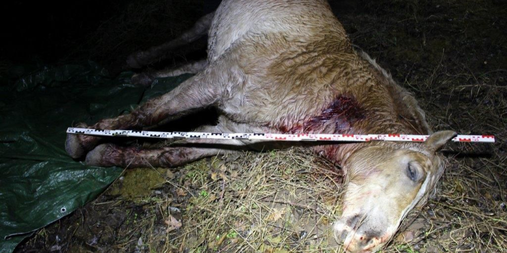 Pferde auf Koppel attackiert – ein Pferd getötet 