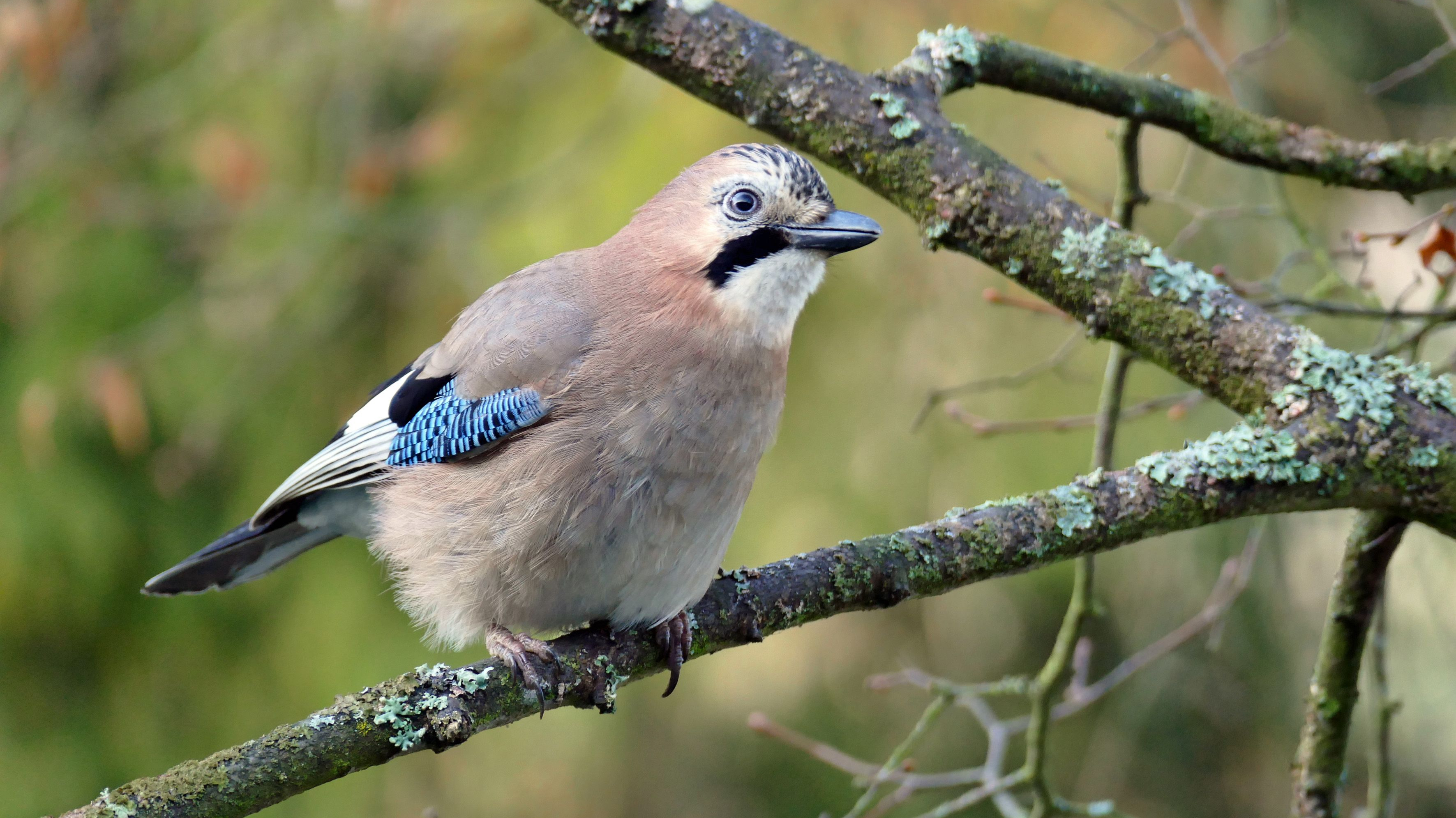 NABU Thüringen lädt zur Vogelzählaktion im Winter ein