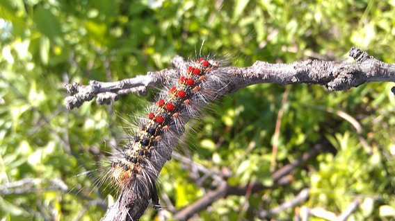 Bekämpfung des Schwammspinners in Gera 