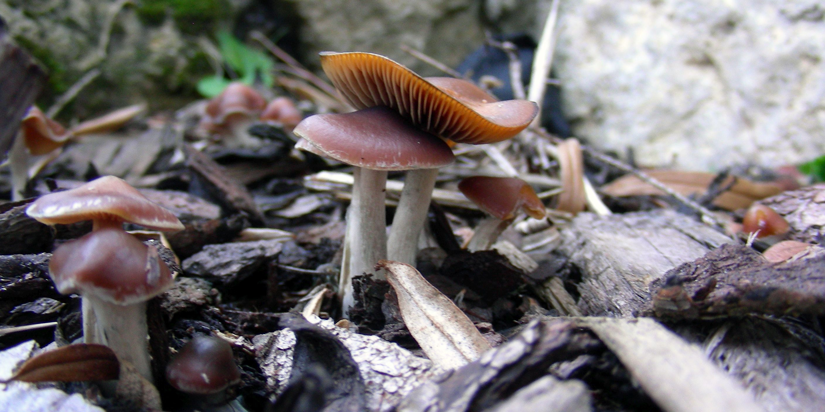 Wenn Magic Mushrooms blau machen