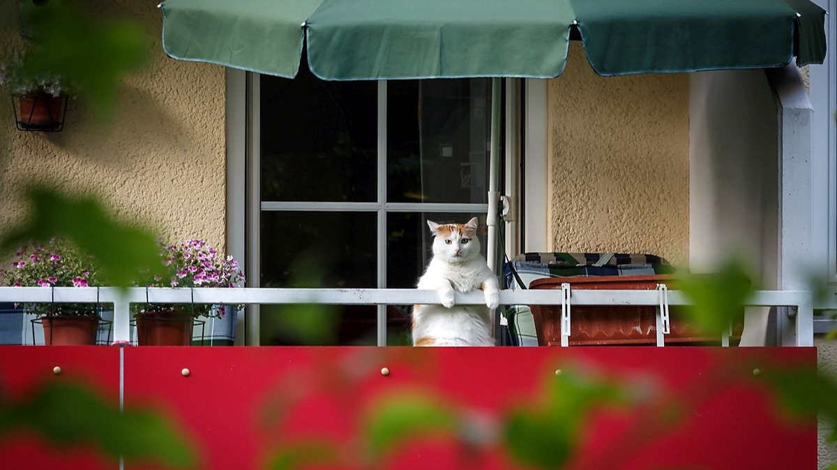 Wenn der Untermieter vier Pfoten hat