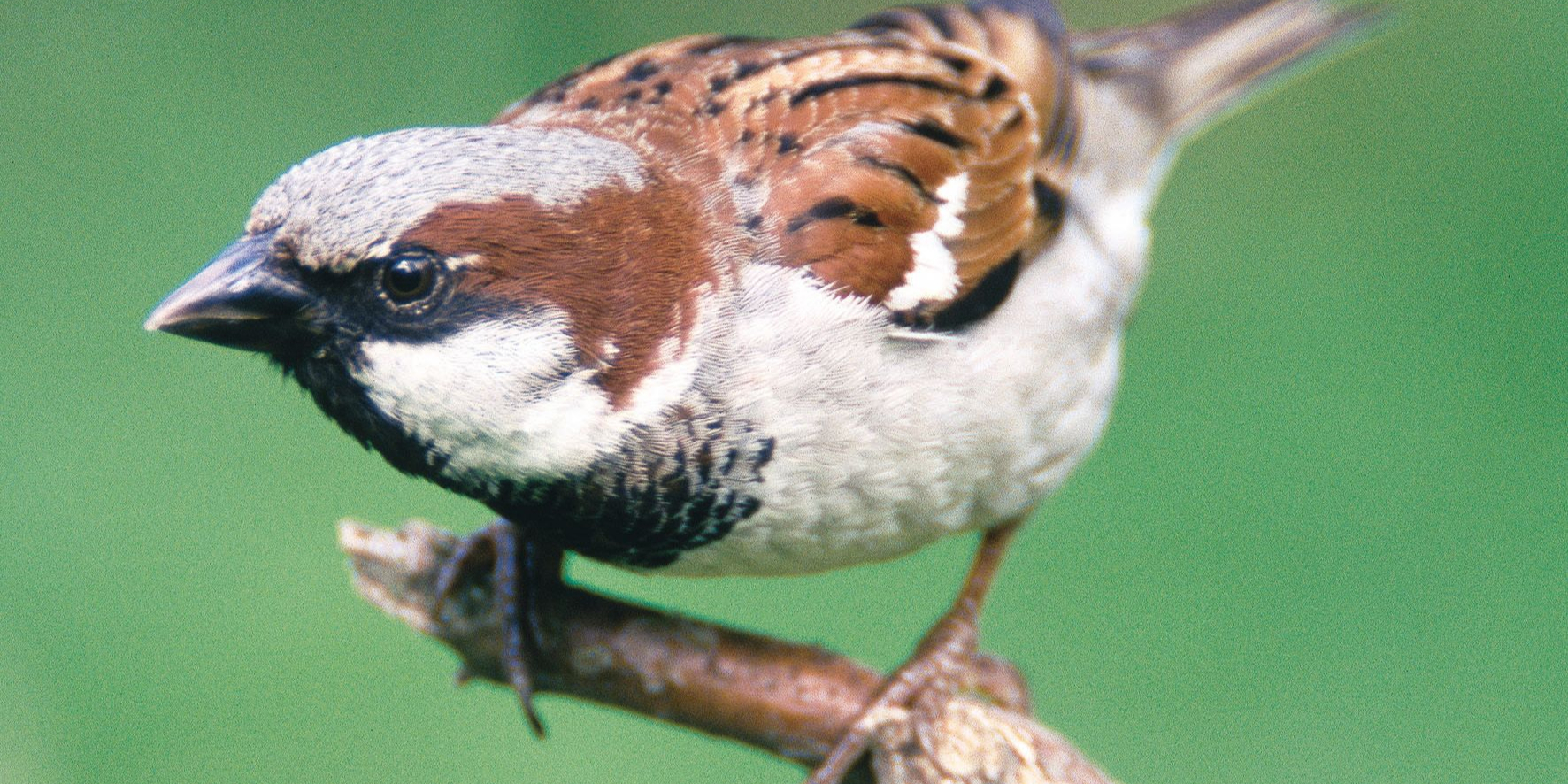 „Stunde der Wintervögel“: Spatz wieder auf Spitzenplatz 