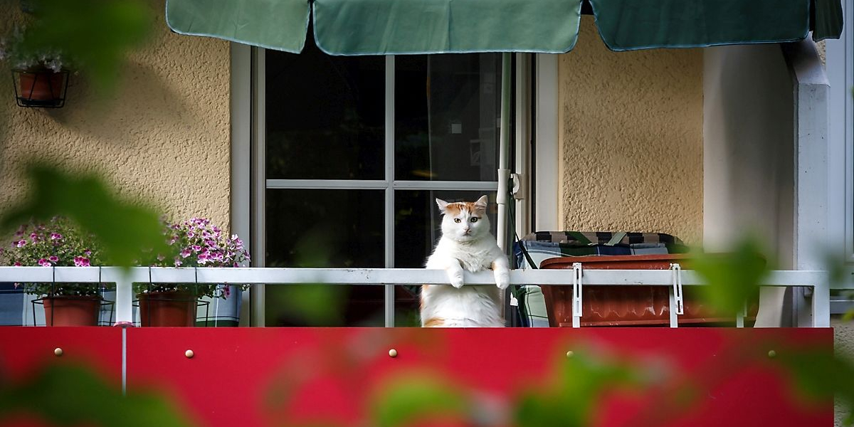 Wenn der Untermieter vier Pfoten hat