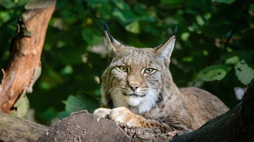 Unsichere Zukunft für Luchse