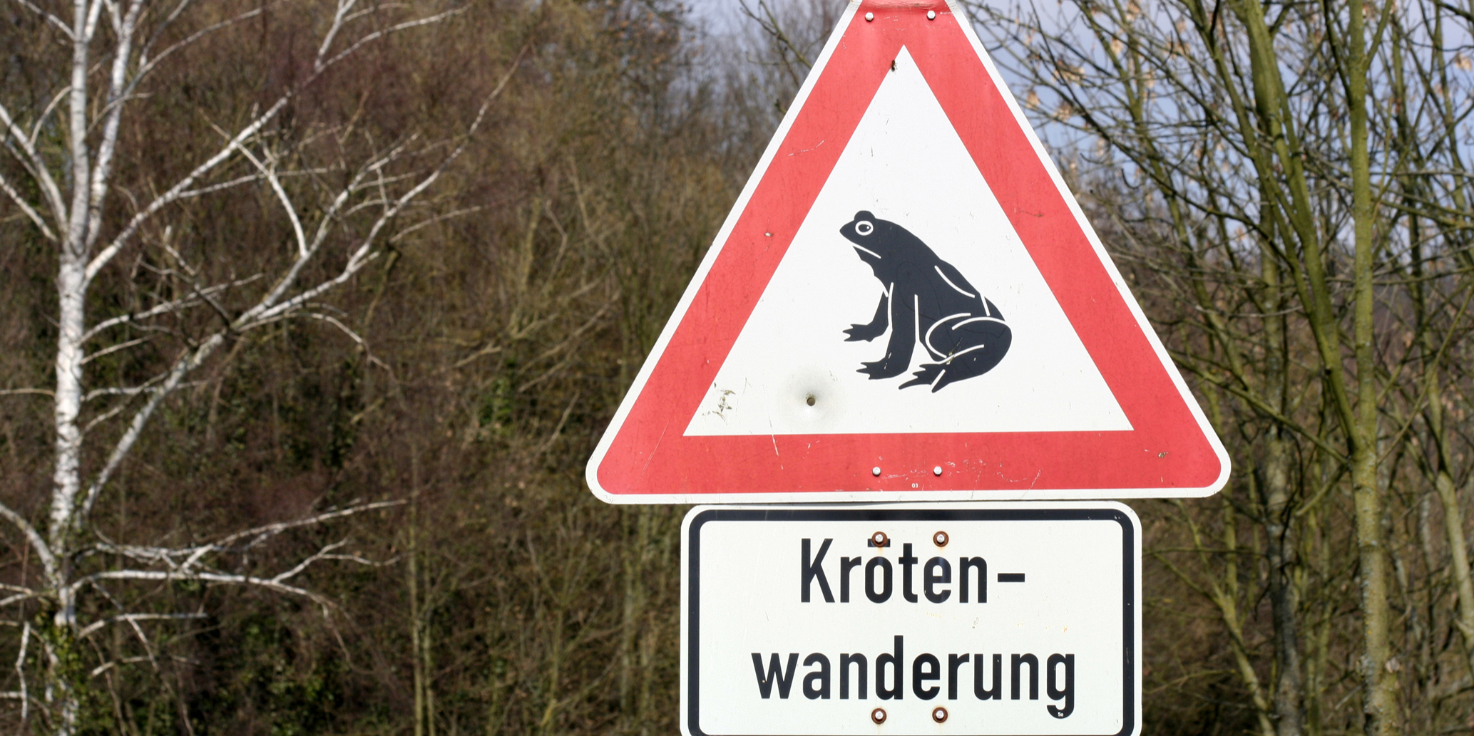 Amphibienwanderung: NABU sucht Helfer