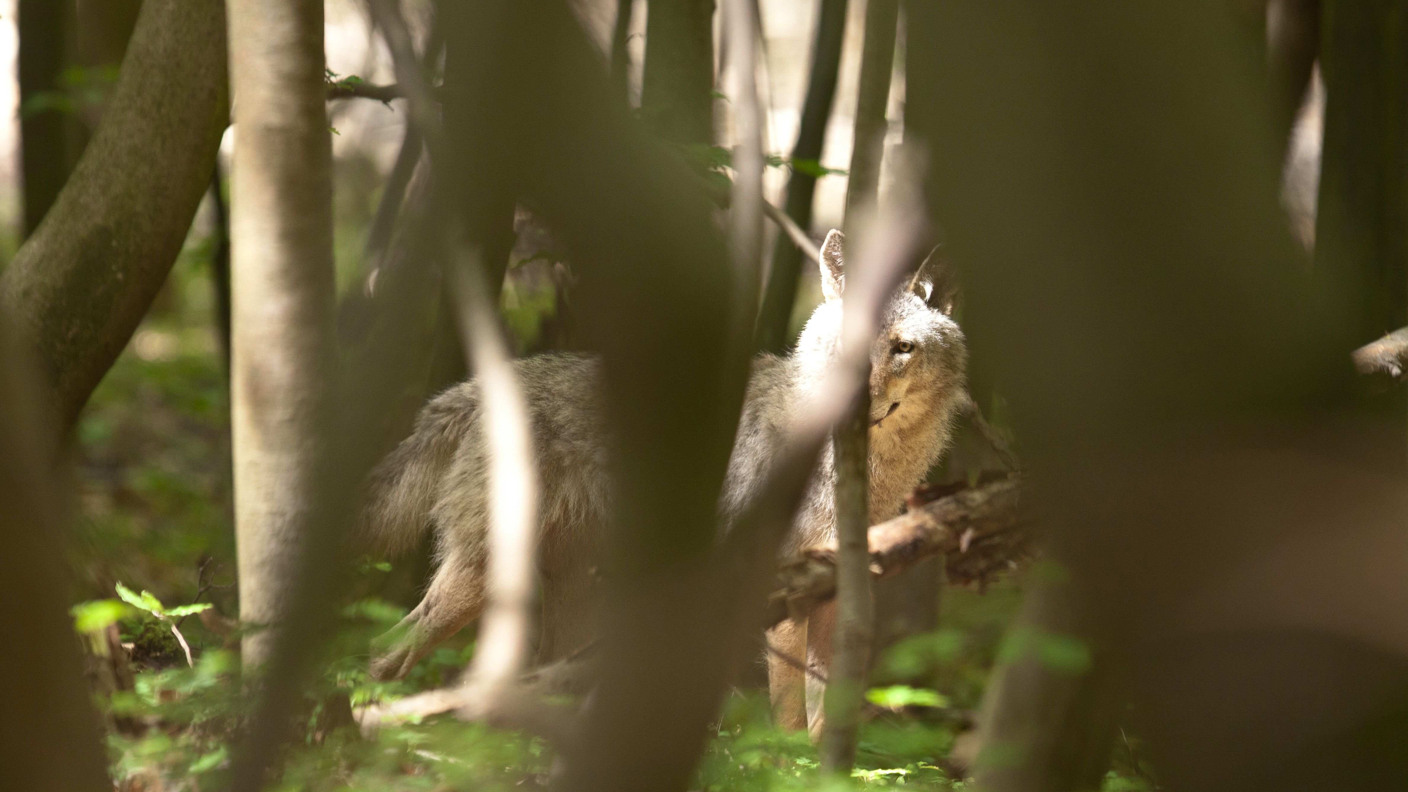 Nebeneinander von Weidetieren und Wölfen angestrebt