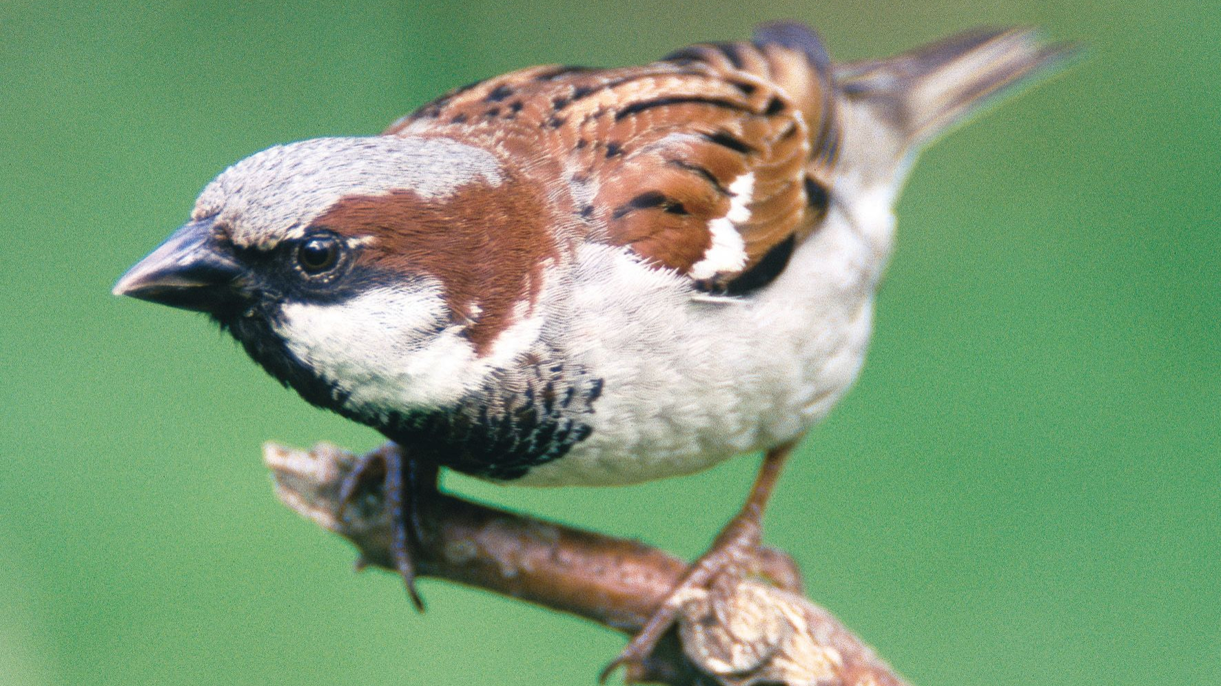 „Stunde der Wintervögel“: Spatz wieder auf Spitzenplatz 