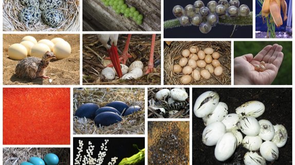 Osteraktion für Kinder im Phyletischen Museum