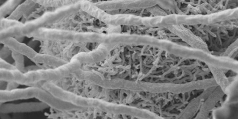 Bakterien aktivieren Wirkstoffbildung in Pilz 