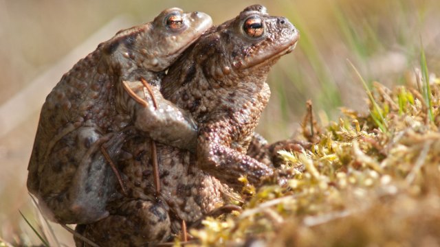 Vorsicht bei Amphibienwanderung