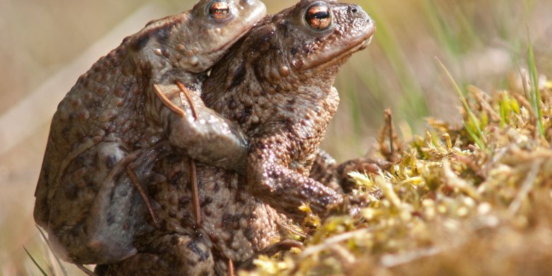 Vorsicht bei Amphibienwanderung