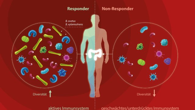Mikrobiom: Therapieprognose bei Krebs? 