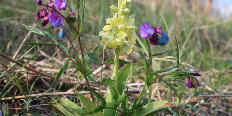 Heimische Wildorchideen erleben und schützen Heimische Wildorchideen erleben und schützen