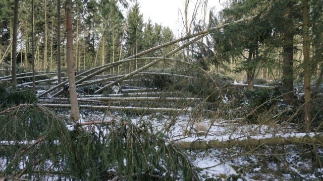 Corona-Soforthilfe: ThüringenForst beschleunigt Unterstützung für Waldbesitzer