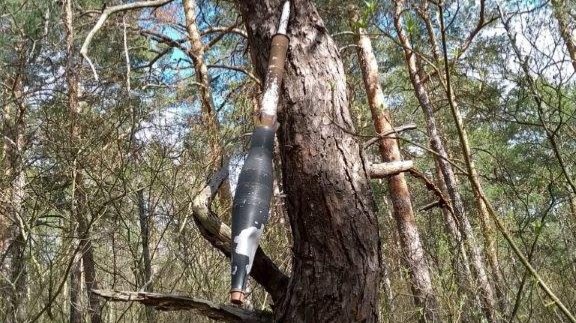 Granate im Baum gefunden