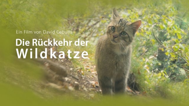 Online-Premiere "Die Rückkehr der Wildkatze"