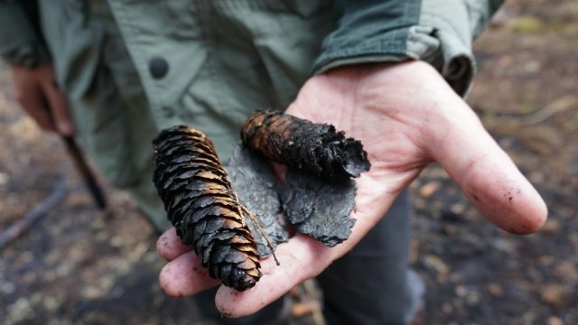 Hohe Waldbrandgefahr schon im Frühjahr 