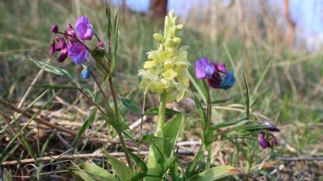 Heimische Wildorchideen erleben und schützen