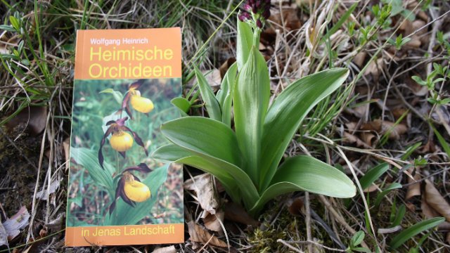 Orchideen-Saison hat begonnen