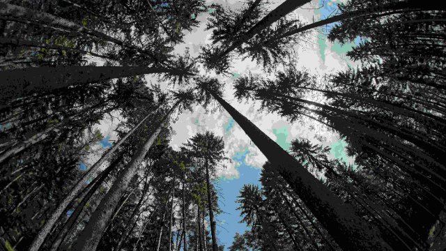 Universität Jena erforscht Klimaerwärmung des Waldes 