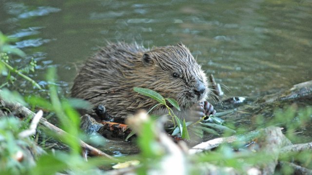 Gülleproblem nicht zu Lasten des Bibers austragen
