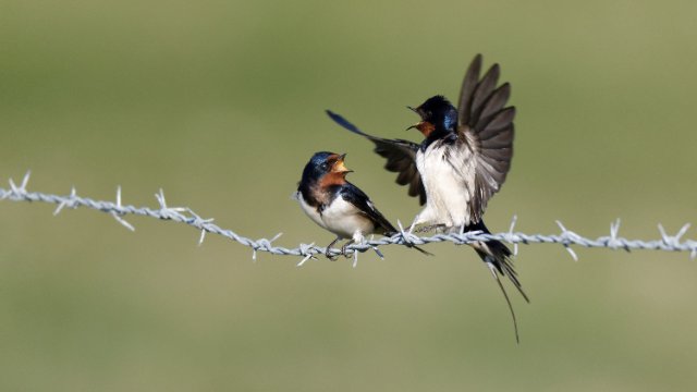Über 1 500 schwalbenfreundliche Häuser in Thüringen