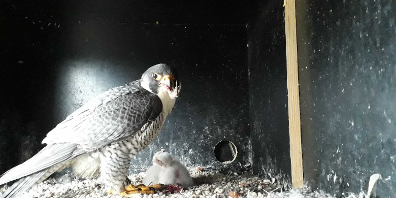 Wanderfalken mit Nachwuchs