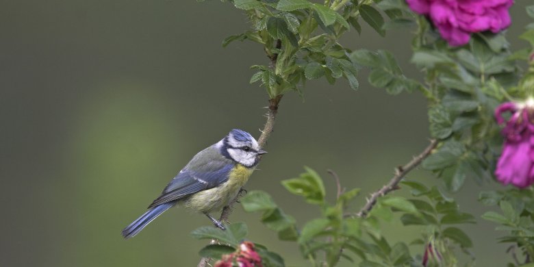 „Stunde der Gartenvögel" vom 8. bis 10. Mai