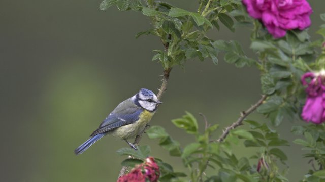 „Stunde der Gartenvögel" vom 8. bis 10. Mai