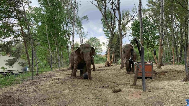Kartenverlosung Elefantenreservat Starkenberg