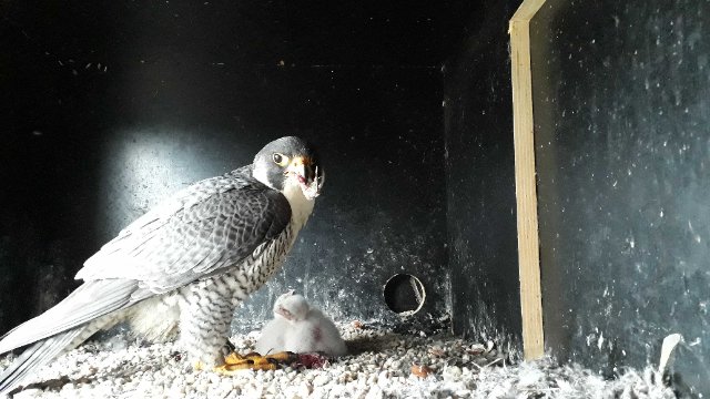 Wanderfalken mit Nachwuchs