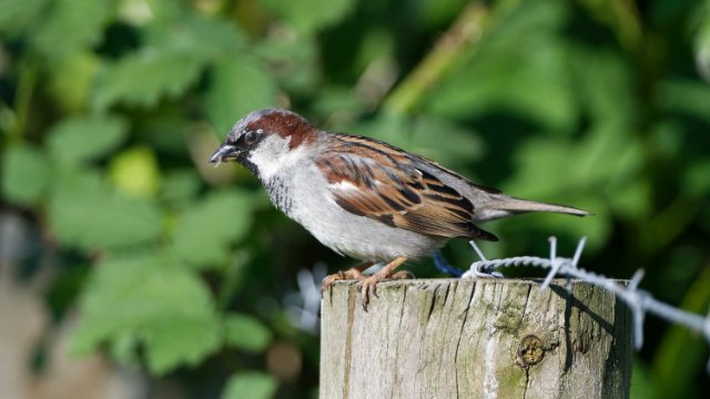 „Stunde der Gartenvögel“: Haussperling hat Nase vorn