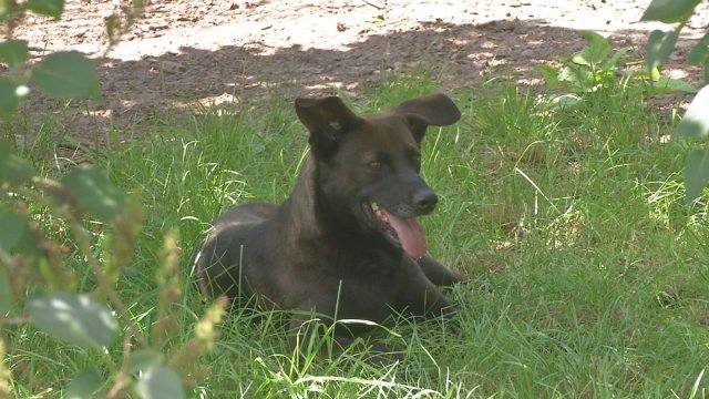 Vorgestellt: Unser „Tier des Monats“ aus dem Tierheim ist die Mischlingshündin Paula