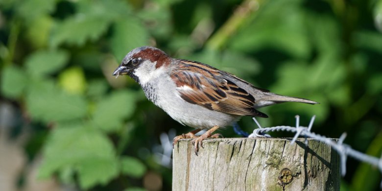 „Stunde der Gartenvögel“: Haussperling hat Nase vorn „Stunde der Gartenvögel“: Haussperling hat Nase vorn