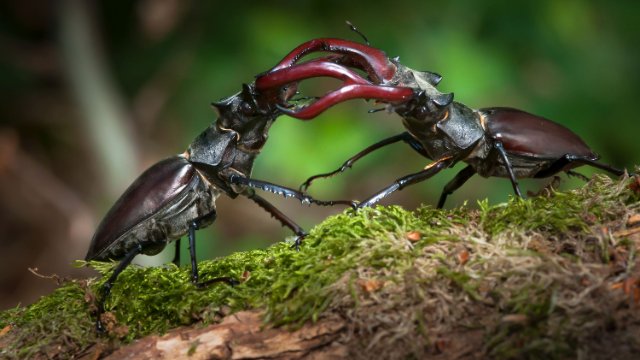 Aufruf zur Hirschkäfersuche 
