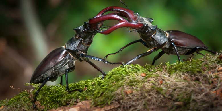 Aufruf zur Hirschkäfersuche Aufruf zur Hirschkäfersuche