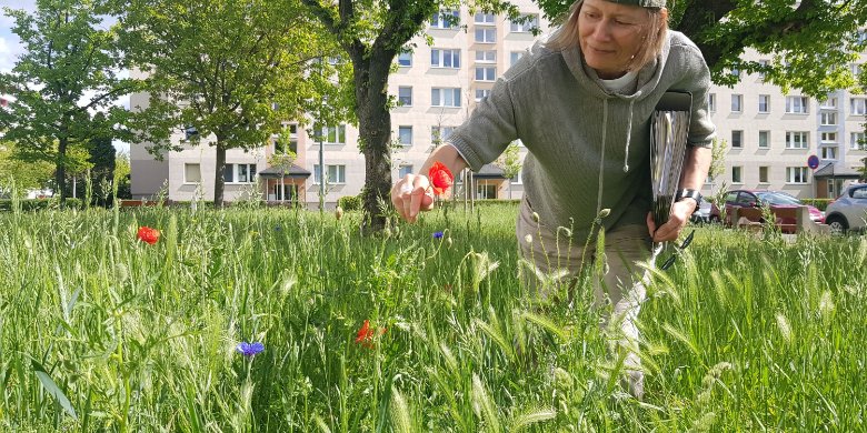 Bienenweiden bei jenawohnen: Bilanz nach einem Jahr 