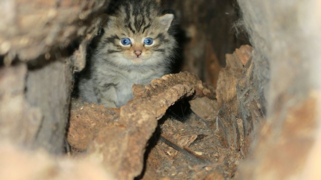 NABU: Junge Wildkatzen im Wald lassen