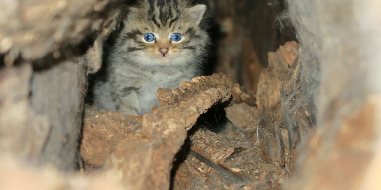 NABU: Junge Wildkatzen im Wald lassen