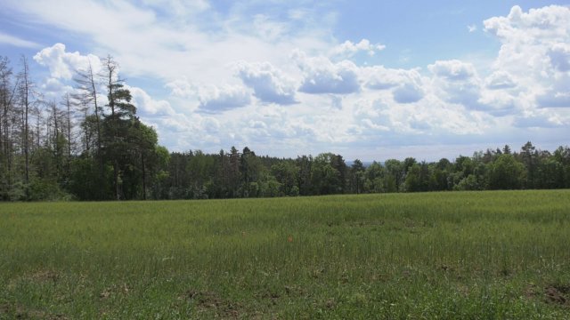 Hitzeschäden: Auf der Wöllmisse hat wegen Wassermangels ein Baumsterben begonnen