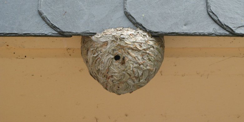 Wespen und Hornissen: NABU rät zur Ruhe