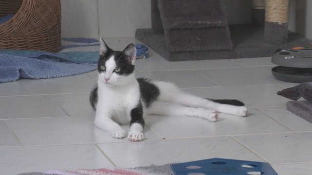 Aufruf zur Hilfe: Unser „Tier des Monats“ ist die kranke Katze Suza