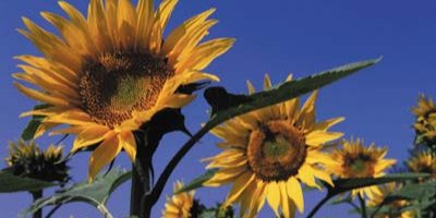 Demonstration für Klima und Verkehrswende Demonstration für Klima und Verkehrswende