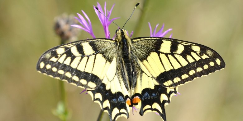NABU ruft wieder zur Insektenzählung auf