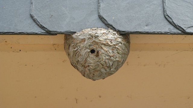 Wespen und Hornissen: NABU rät zur Ruhe