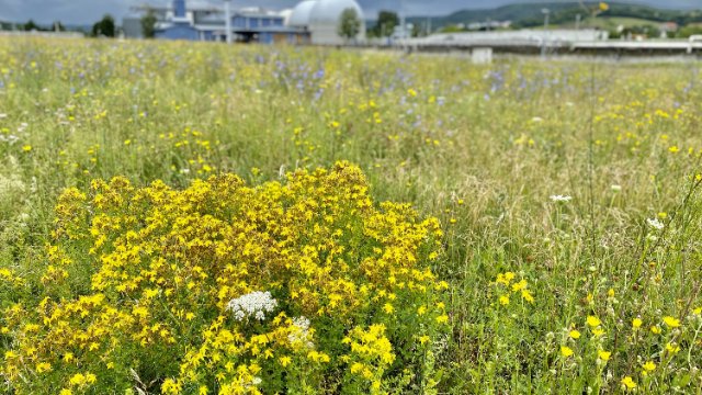JenaWasser: Blühwiese auf zentraler Kläranlage 